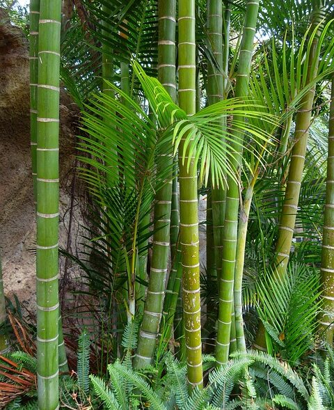 bamboo-406919_640