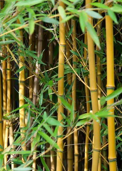 bamboo-6562655_1280